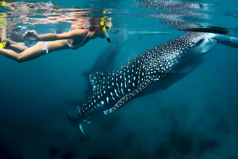 Whale shark Mahe Seychelles