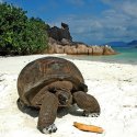 1-Giant tortoise
