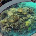 3 - Seychelles Corals