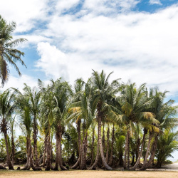 4- palms