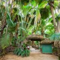 Vallee de Mai Praslin