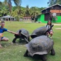 1- Giant Tortoises