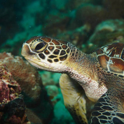 1- turtle
