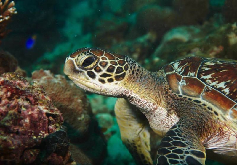 1- turtle
