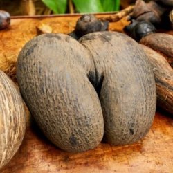 Coco de Mer