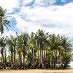 Palm tres