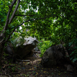 Coco Island Forest path