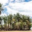 9- Palm trees