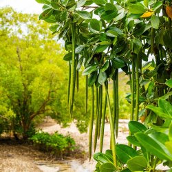 7- Mangrove plants