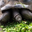 7 - Giant tortoise