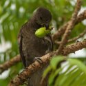 5. Black Parrot Praslin