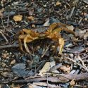 6. Crab in Praslin Vallee de Mai