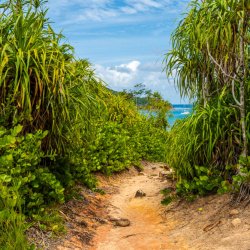 Anse Badamier Nature trail