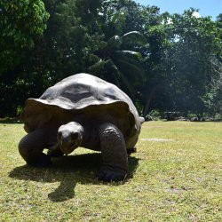 Curieuse Tortoise