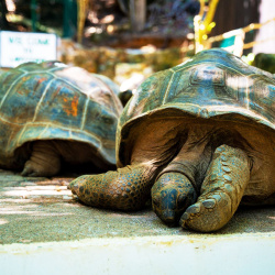 6 - Giant tortoises