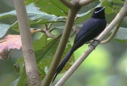 oiseau de paradis Seychelles