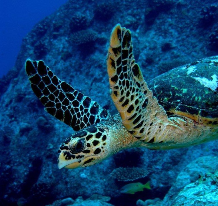 plongée la digue