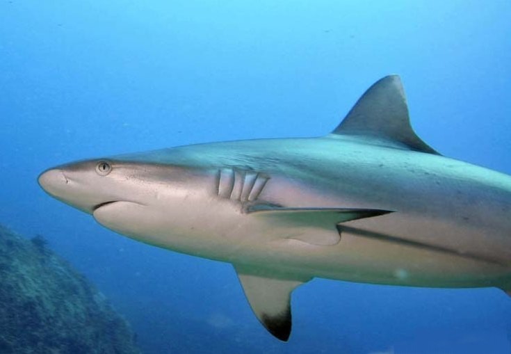 white tip shark La Digue