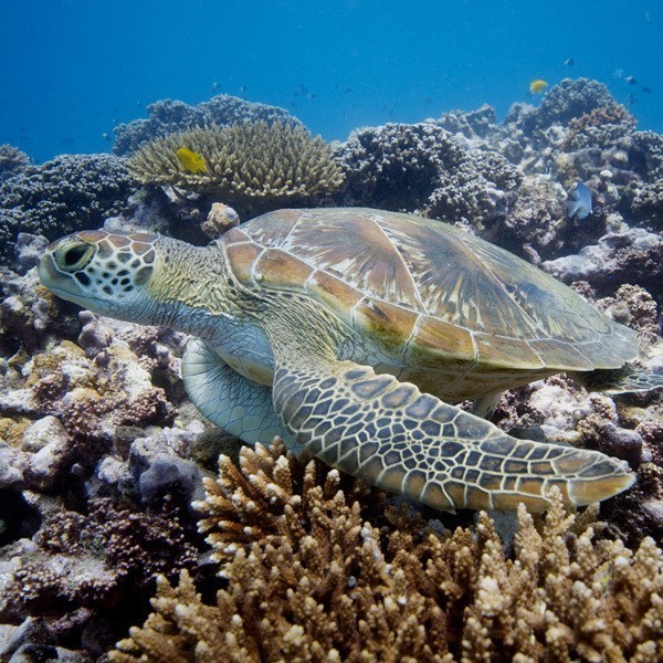 Diving Praslin