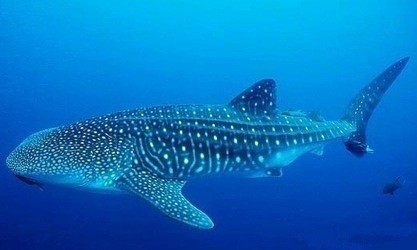 seychelles whale shark