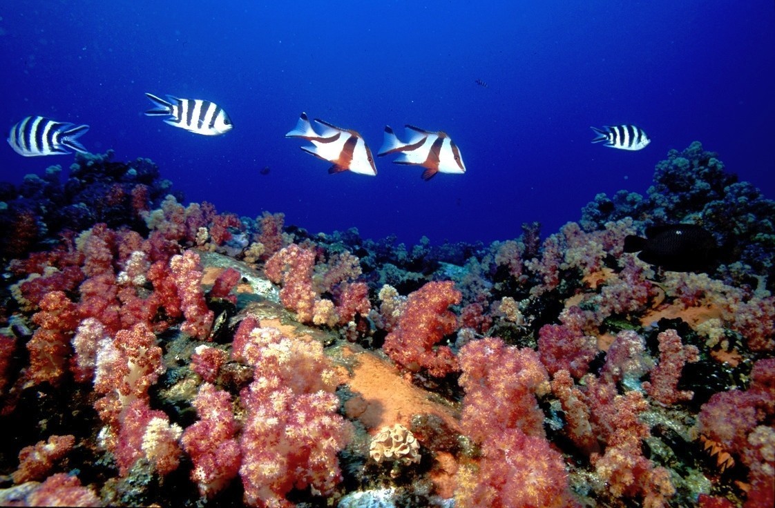 Coral reef seychelles mahe