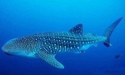 requin-baleine des seychelles