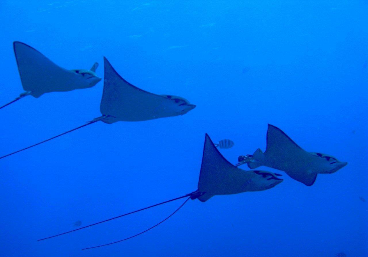 Seychelles eagle rays