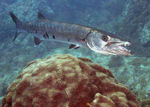 Praslin Barracuda