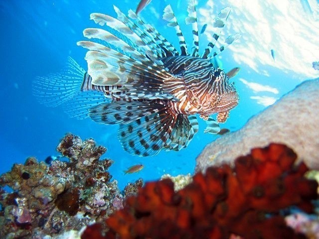 Lion Fish Seychellen