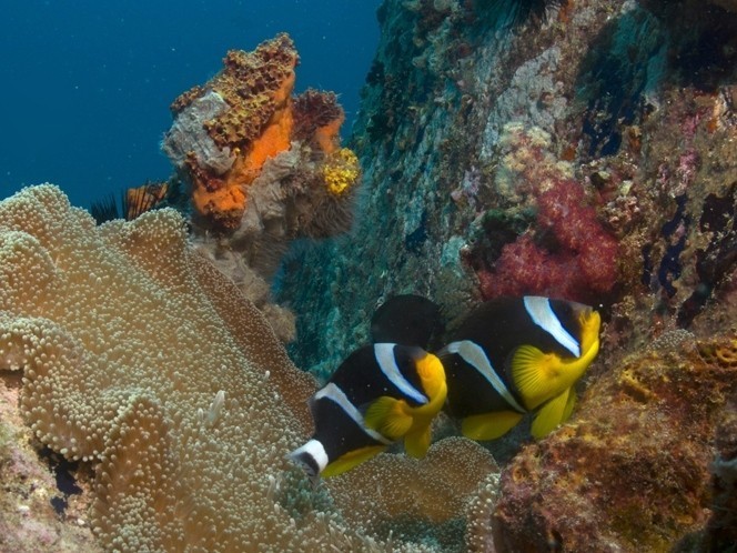 poisson anamone la digue