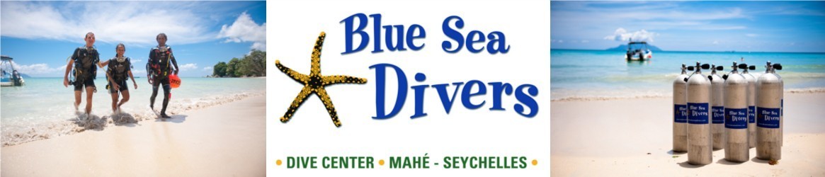 Blaue Meerestaucher Seychellen