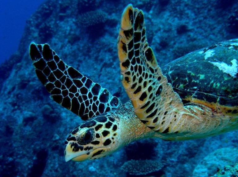 Meeresschildkröte Praslin