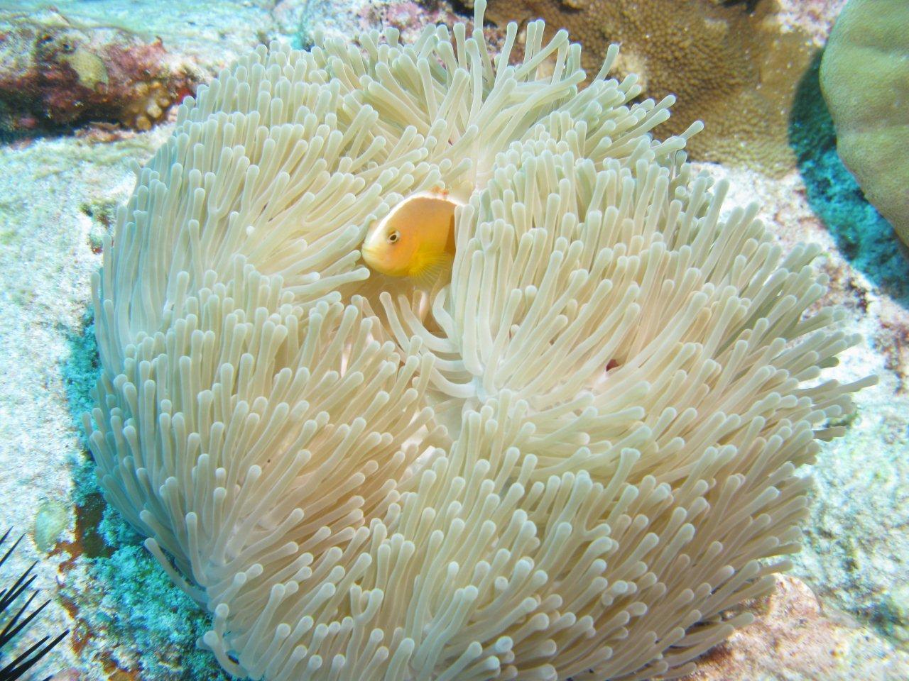 sea anemone seychelles diving