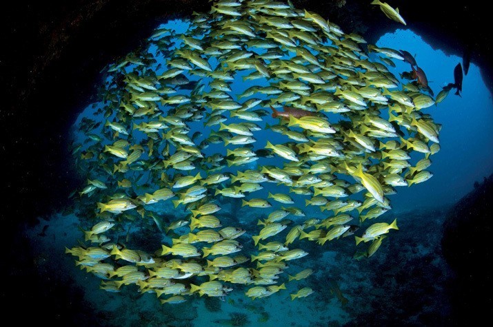 advanced dive seychelles