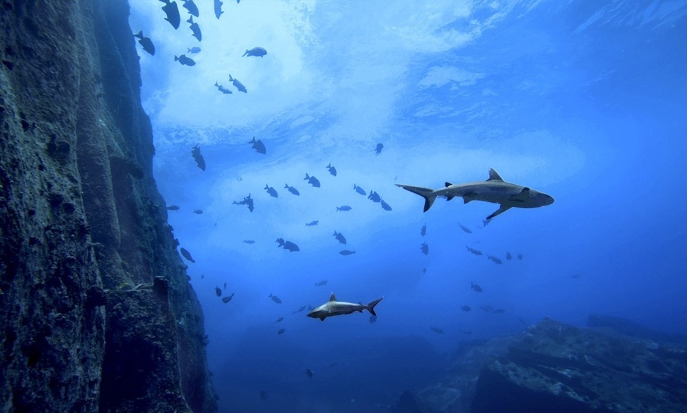 requins des seychelles 