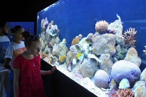 Eden Aquarium - photo by Joe Laurence, Seychelles News Agency