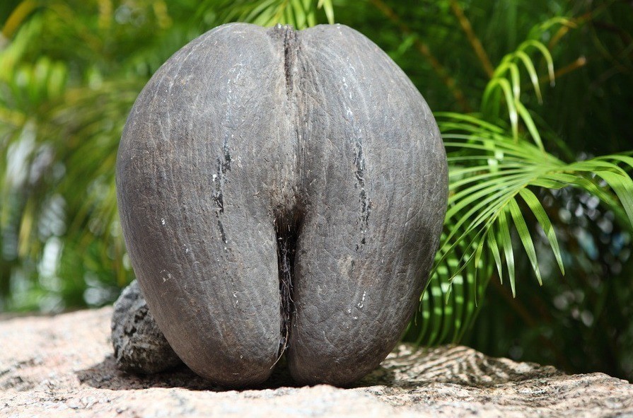 Coco de Mer Vallee de Mai, Praslin