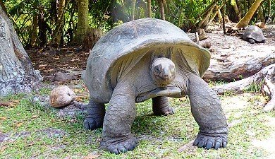 Giant Tortoise on Curieuse