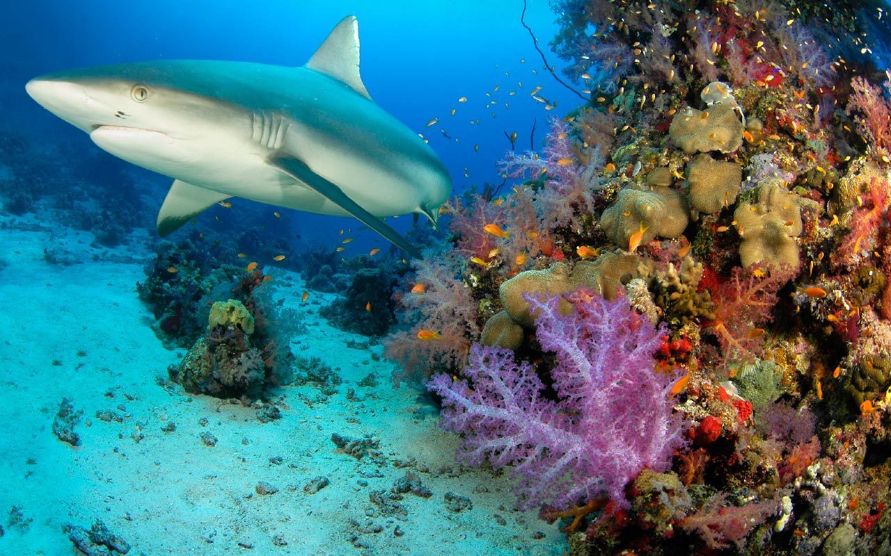 Seychelles Marine Convservation Park