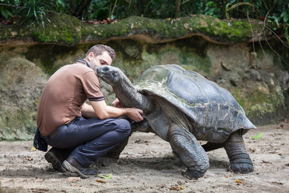Giant tortoise Mahe Seychelles