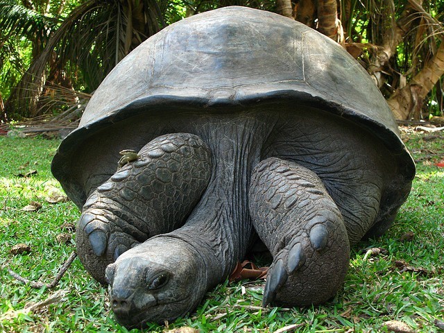 Riesenschildkröte Seychellen