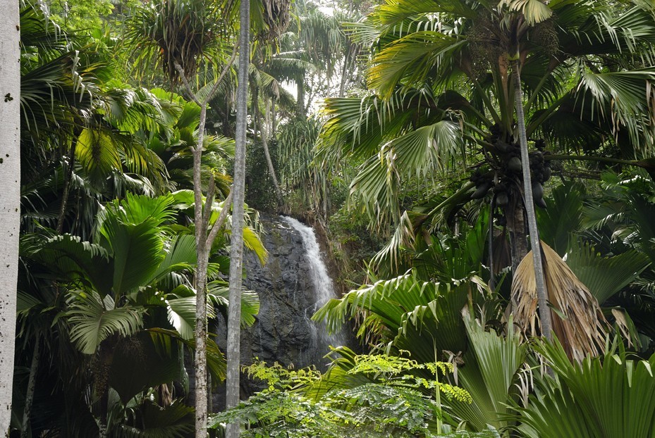 Vallée de mai Praslin