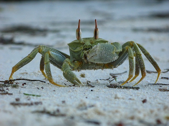 Krabbe Praslin
