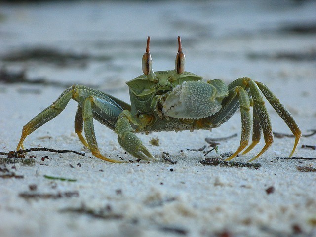 crabe Praslin